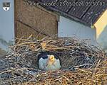 Capi_Dubne_20260525_055003.jpg