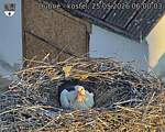 Capi_Dubne_20260525_060003.jpg