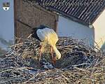 Capi_Dubne_20260525_061002.jpg