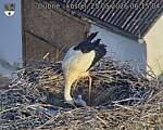Capi_Dubne_20260525_061504.jpg
