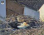 Capi_Dubne_20260525_062003.jpg