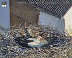 Capi_Dubne_20260525_062504.jpg