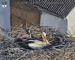 Capi_Dubne_20260525_063503.jpg
