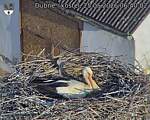 Capi_Dubne_20260525_064002.jpg