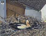 Capi_Dubne_20260525_064504.jpg