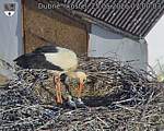 Capi_Dubne_20260525_070003.jpg
