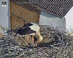 Capi_Dubne_20260525_070502.jpg