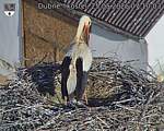 Capi_Dubne_20260525_071003.jpg