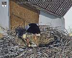 Capi_Dubne_20260525_072003.jpg