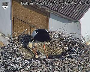 Capi_Dubne_20260525_072003.jpg (1350&nbsp;x&nbsp;1080)