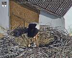 Capi_Dubne_20260525_072503.jpg