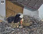 Capi_Dubne_20260525_073503.jpg
