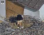 Capi_Dubne_20260525_074502.jpg