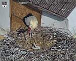 Capi_Dubne_20260525_080003.jpg