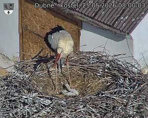 Capi_Dubne_20260525_080003.jpg (1350&nbsp;x&nbsp;1080)