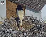 Capi_Dubne_20260525_080503.jpg