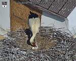 Capi_Dubne_20260525_082502.jpg