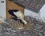 Capi_Dubne_20260525_084002.jpg