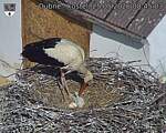 Capi_Dubne_20260525_084503.jpg