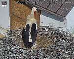 Capi_Dubne_20260525_085003.jpg