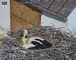 Capi_Dubne_20260525_091502.jpg