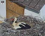 Capi_Dubne_20260525_092003.jpg