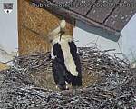Capi_Dubne_20260525_093003.jpg