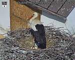 Capi_Dubne_20260525_094002.jpg