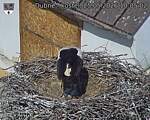Capi_Dubne_20260525_100502.jpg