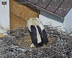 Capi_Dubne_20260525_101003.jpg