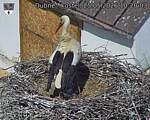 Capi_Dubne_20260525_102003.jpg