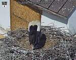 Capi_Dubne_20260525_104003.jpg