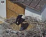 Capi_Dubne_20260525_110502.jpg