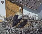 Capi_Dubne_20260525_112503.jpg