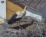 Capi_Dubne_20260525_115003.jpg