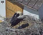 Capi_Dubne_20260525_121003.jpg