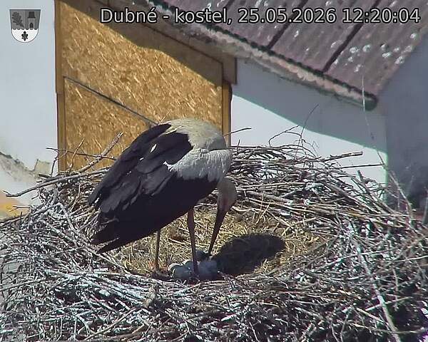 Capi_Dubne_20260525_122004.jpg (1350&nbsp;x&nbsp;1080)