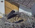 Capi_Dubne_20260525_124502.jpg