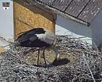 Capi_Dubne_20260525_125504.jpg