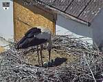 Capi_Dubne_20260525_130004.jpg