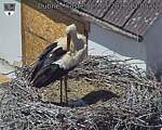 Capi_Dubne_20260525_130502.jpg