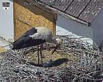 Capi_Dubne_20260525_131002.jpg