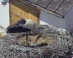 Capi_Dubne_20260525_134502.jpg