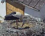 Capi_Dubne_20260525_135003.jpg