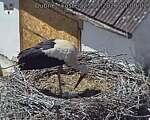 Capi_Dubne_20260525_140002.jpg