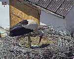 Capi_Dubne_20260525_140504.jpg