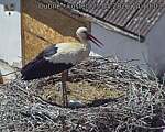Capi_Dubne_20260525_141003.jpg