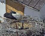 Capi_Dubne_20260525_142002.jpg