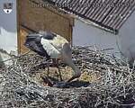 Capi_Dubne_20260525_150504.jpg