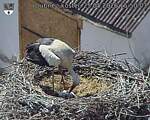 Capi_Dubne_20260525_155003.jpg